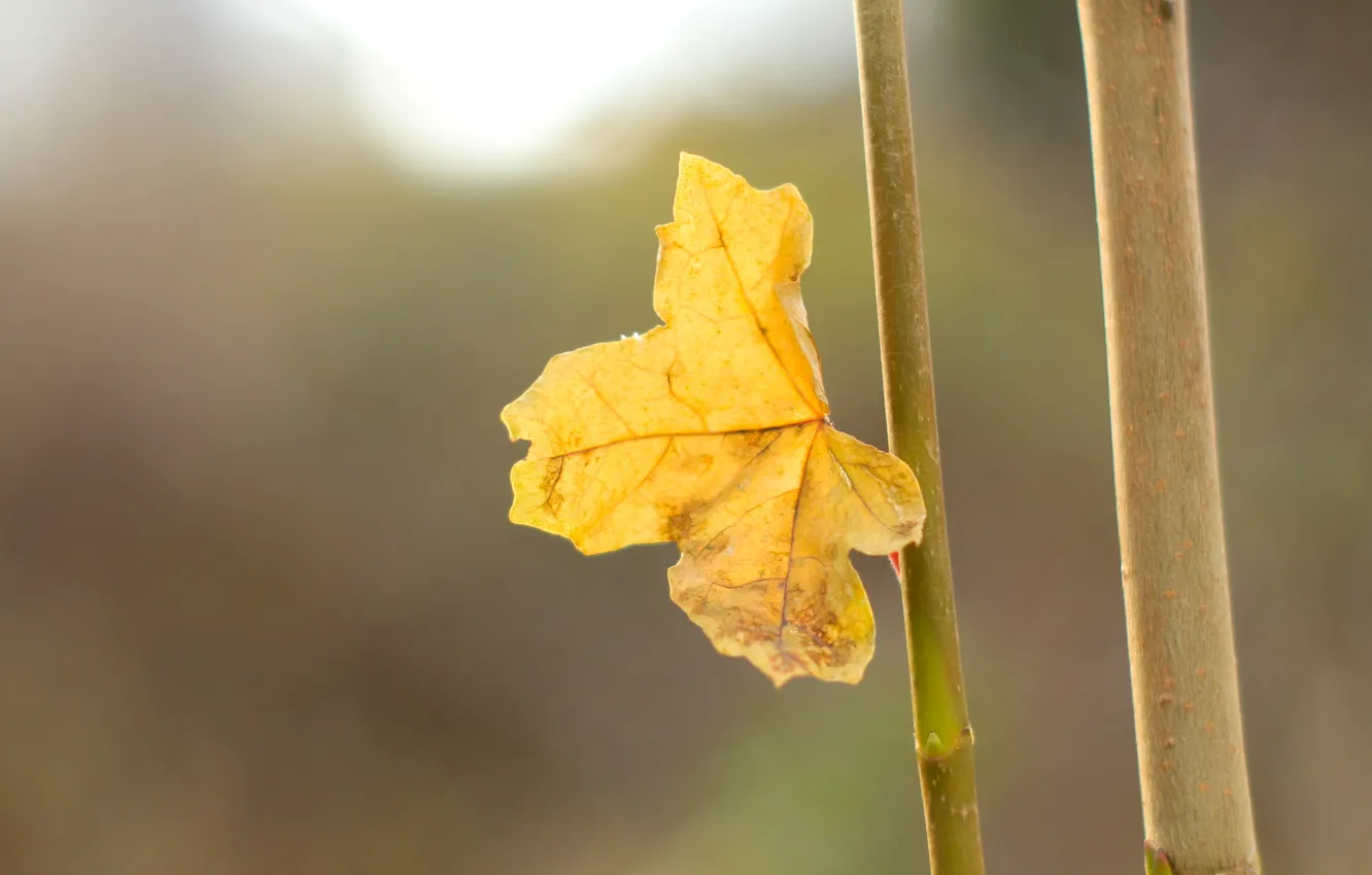 Photo wallpaper autumn, leaf, twig