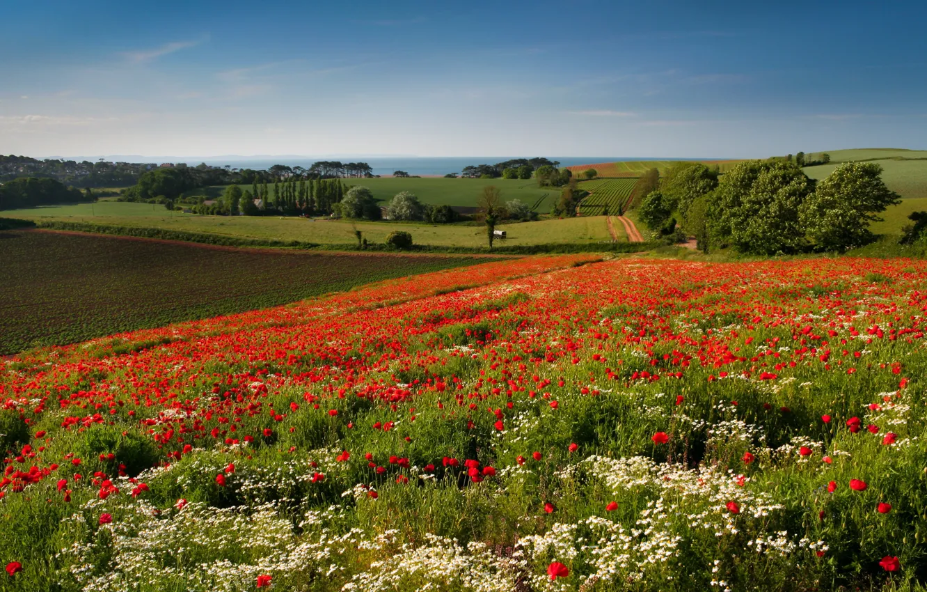 Photo wallpaper road, field, summer, the sky, grass, trees, flowers, red