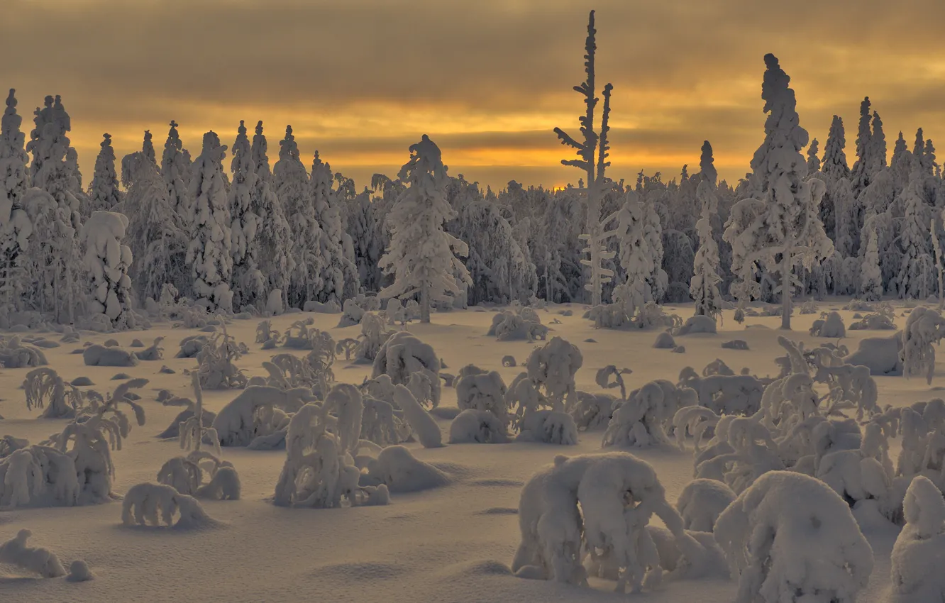 Photo wallpaper winter, forest, snow, morning