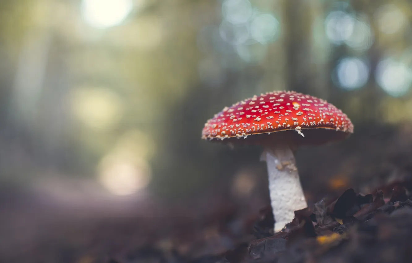 Photo wallpaper forest, nature, glade, mushrooms, mushroom, bokeh