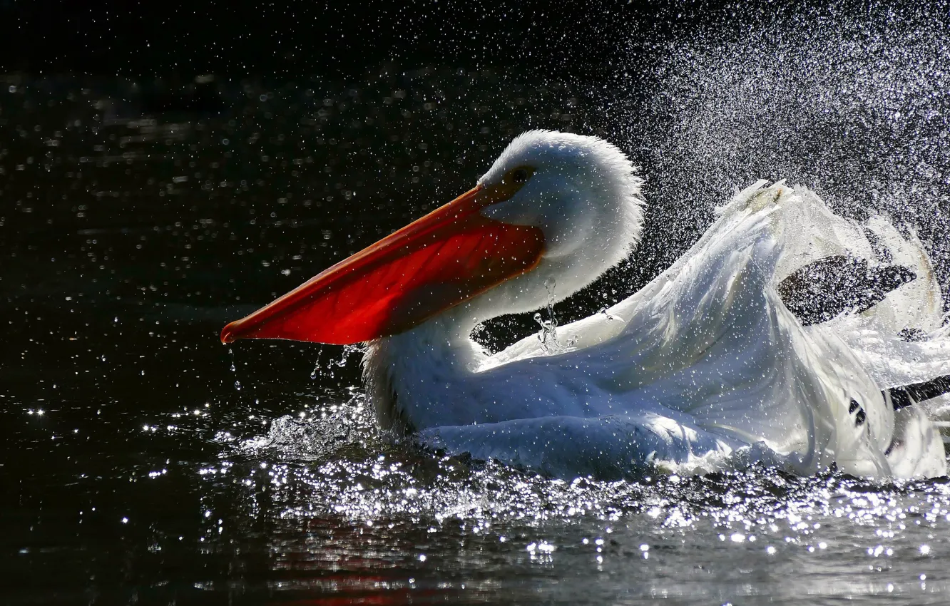 Photo wallpaper water, squirt, bird, Pelican