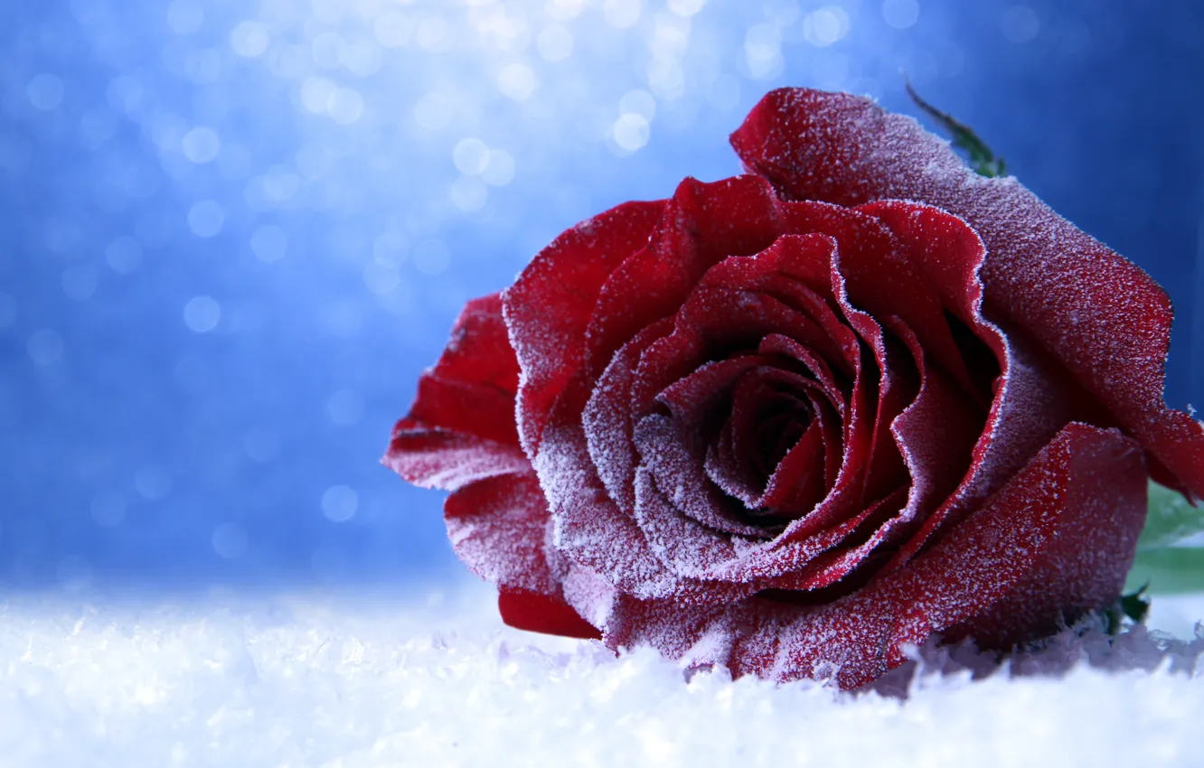 Photo wallpaper frost, snow, roses, frost, buds
