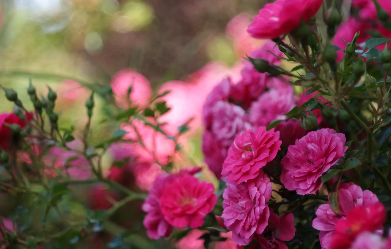 Photo wallpaper Bush, roses, bokeh, rose Bush