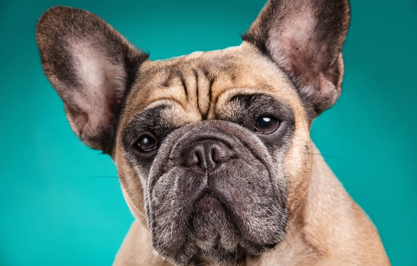 Photo wallpaper Dog, Bulldog, Face, Animals, Colored Background