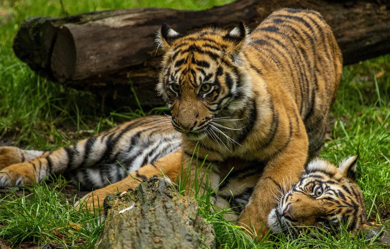 Photo wallpaper grass, tiger, the game, two, log, a couple, tiger, two cubs