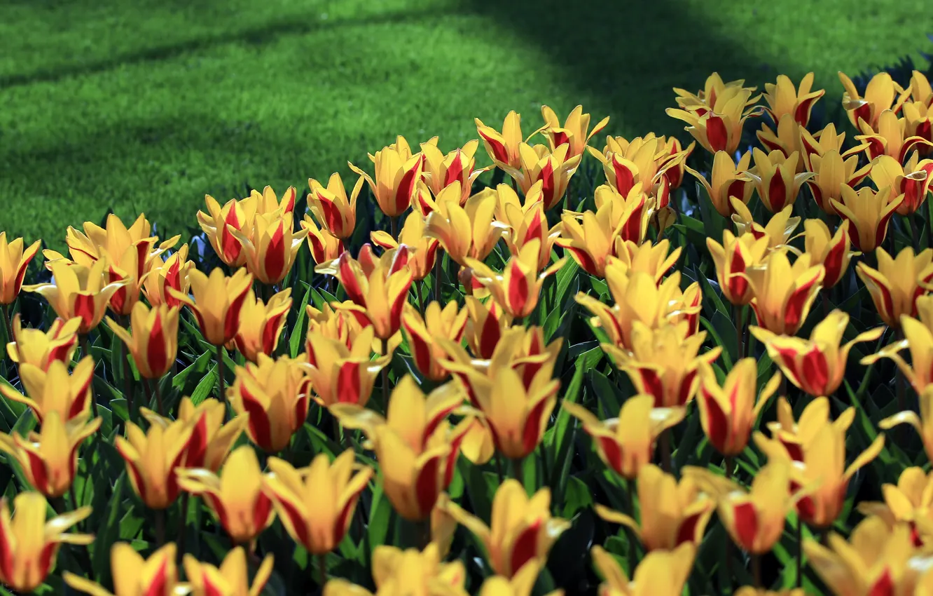 Photo wallpaper grass, light, flowers, yellow, lawn, glade, spring, garden