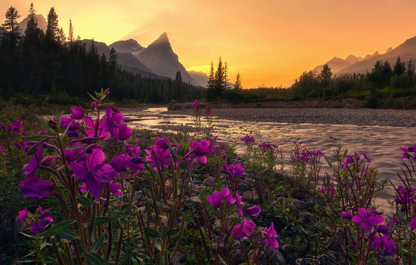Photo wallpaper forest, summer, the sky, landscape, sunset, flowers, mountains, nature