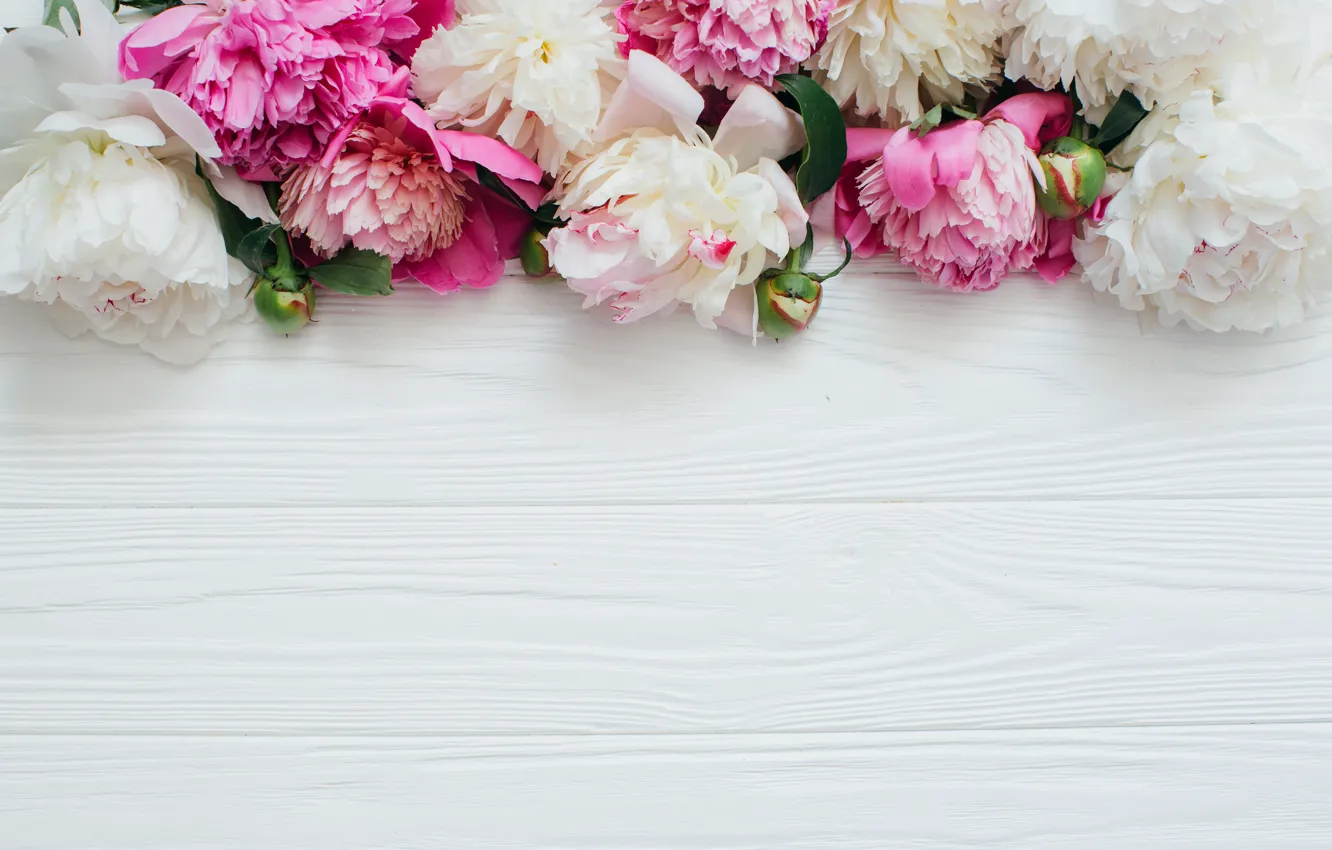 Photo wallpaper flowers, petals, buds, peonies