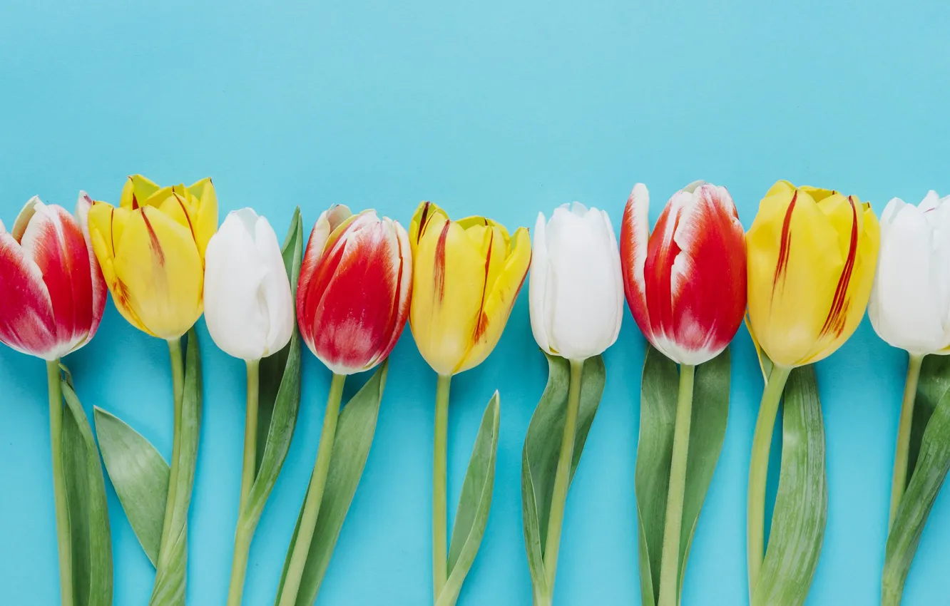 Photo wallpaper flowers, background, tulips