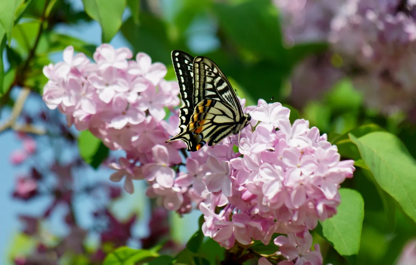 Photo wallpaper macro, flowers, butterfly, spring, lilac