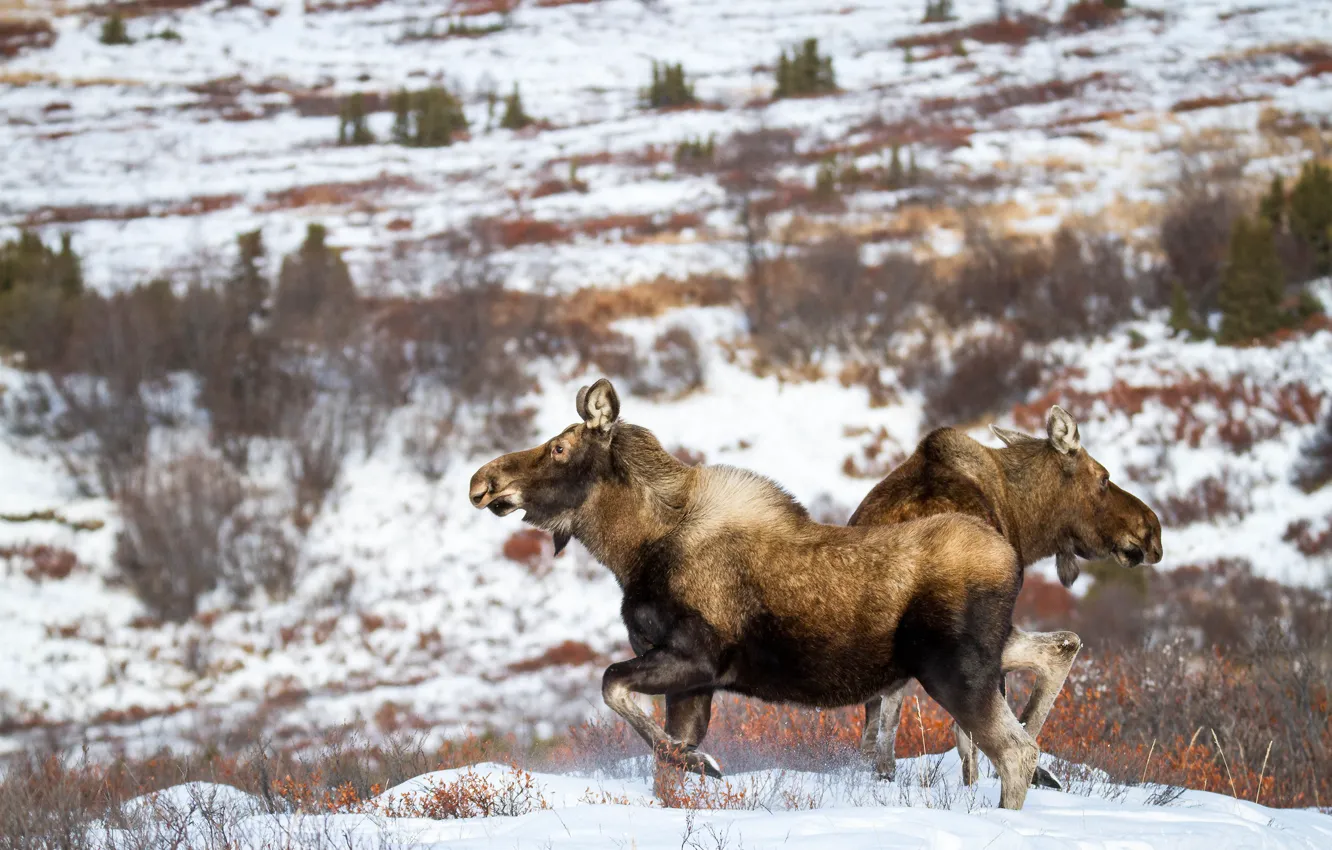 Photo wallpaper winter, look, face, snow, landscape, nature, pose, hills
