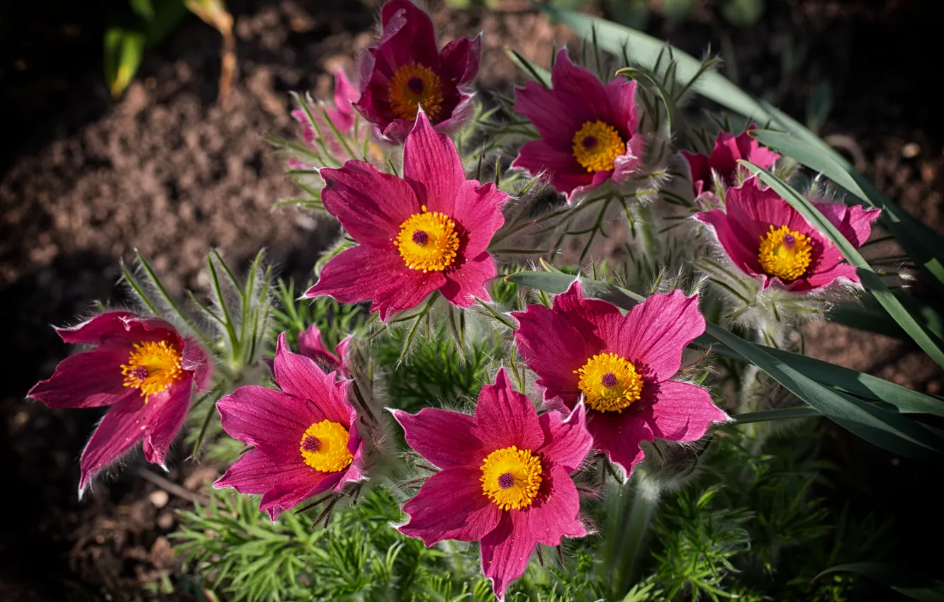 Photo wallpaper Flower, flower, Cross, Small pasque flower