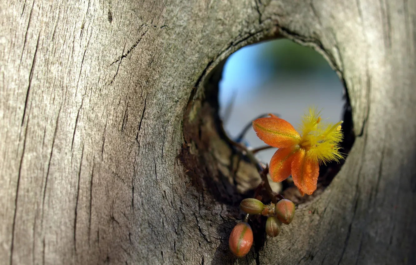 Photo wallpaper macro, flowers, Board