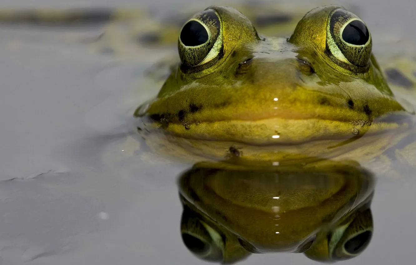 Photo wallpaper eyes, water, macro, frog, toad
