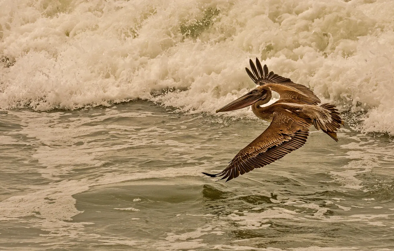 Photo wallpaper sea, flight, bird, Pelican