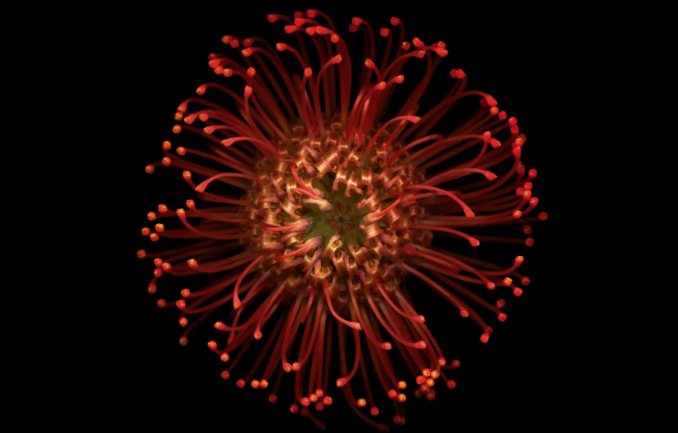 Photo wallpaper flowers, red, black