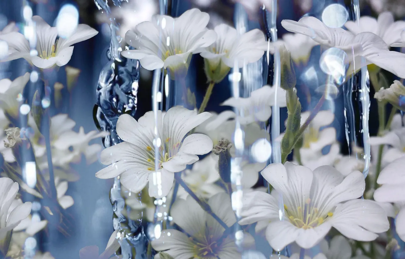Photo wallpaper Water, Flowers, Water, Cerastium, White Flowers, White flowers