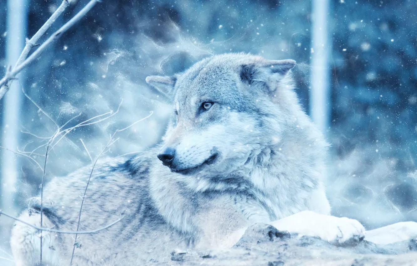 Photo wallpaper close-up, dog, animal, danger, cold, daylight, Gray Wolf on Rock