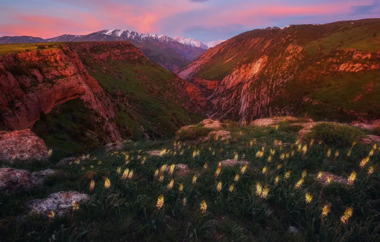 Photo wallpaper light, flowers, mountains, rocks, Kazakhstan, at sunset, Aksu Canyon