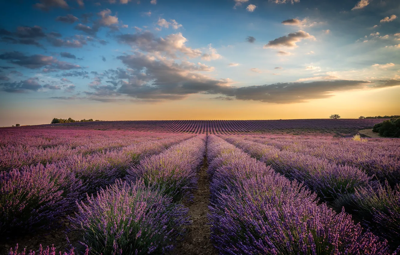 Photo wallpaper summer, the sky, clouds, flowers, strip, dal, morning, a number