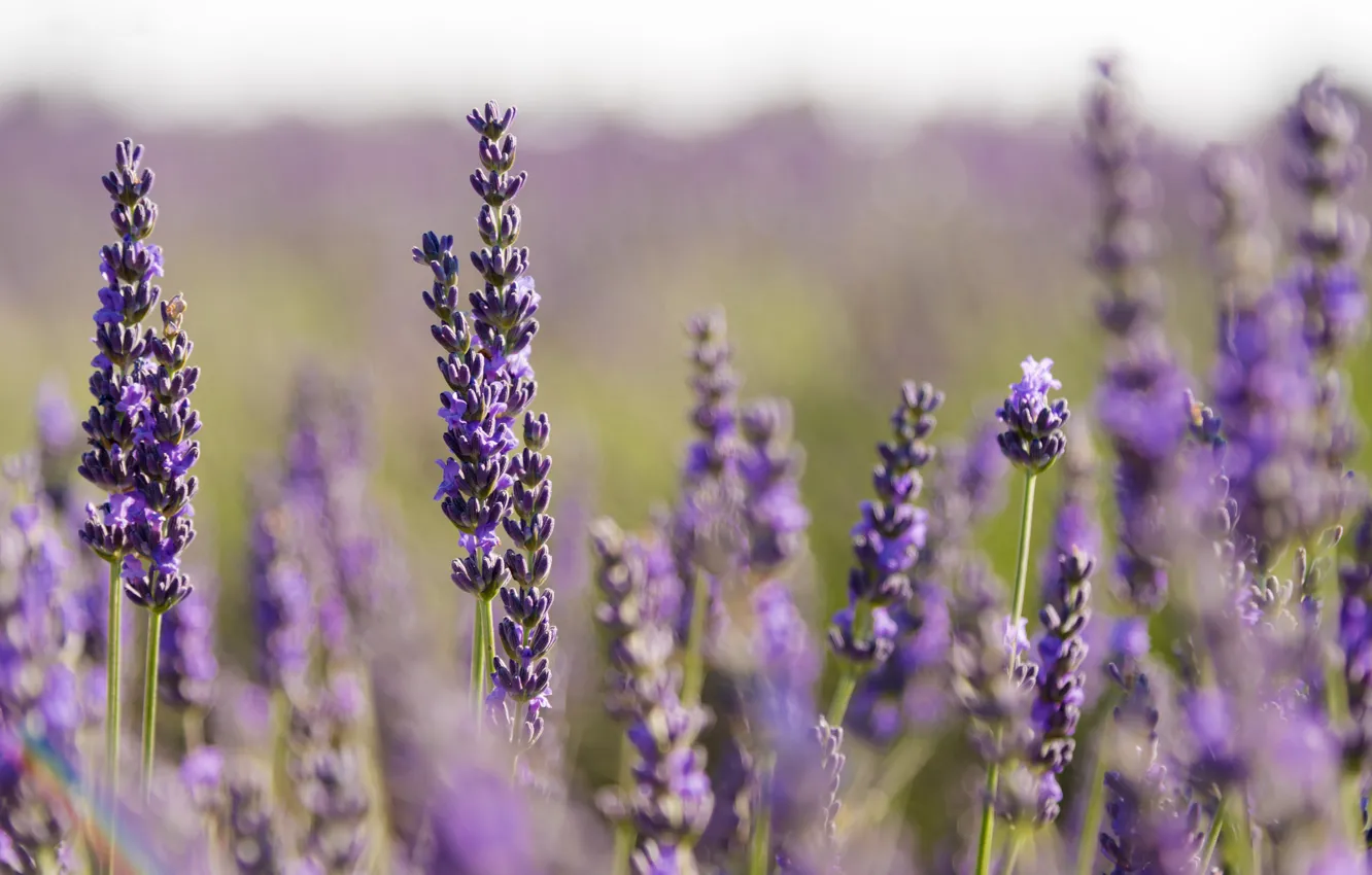 Photo wallpaper stem, lavender, bokeh, lavender field