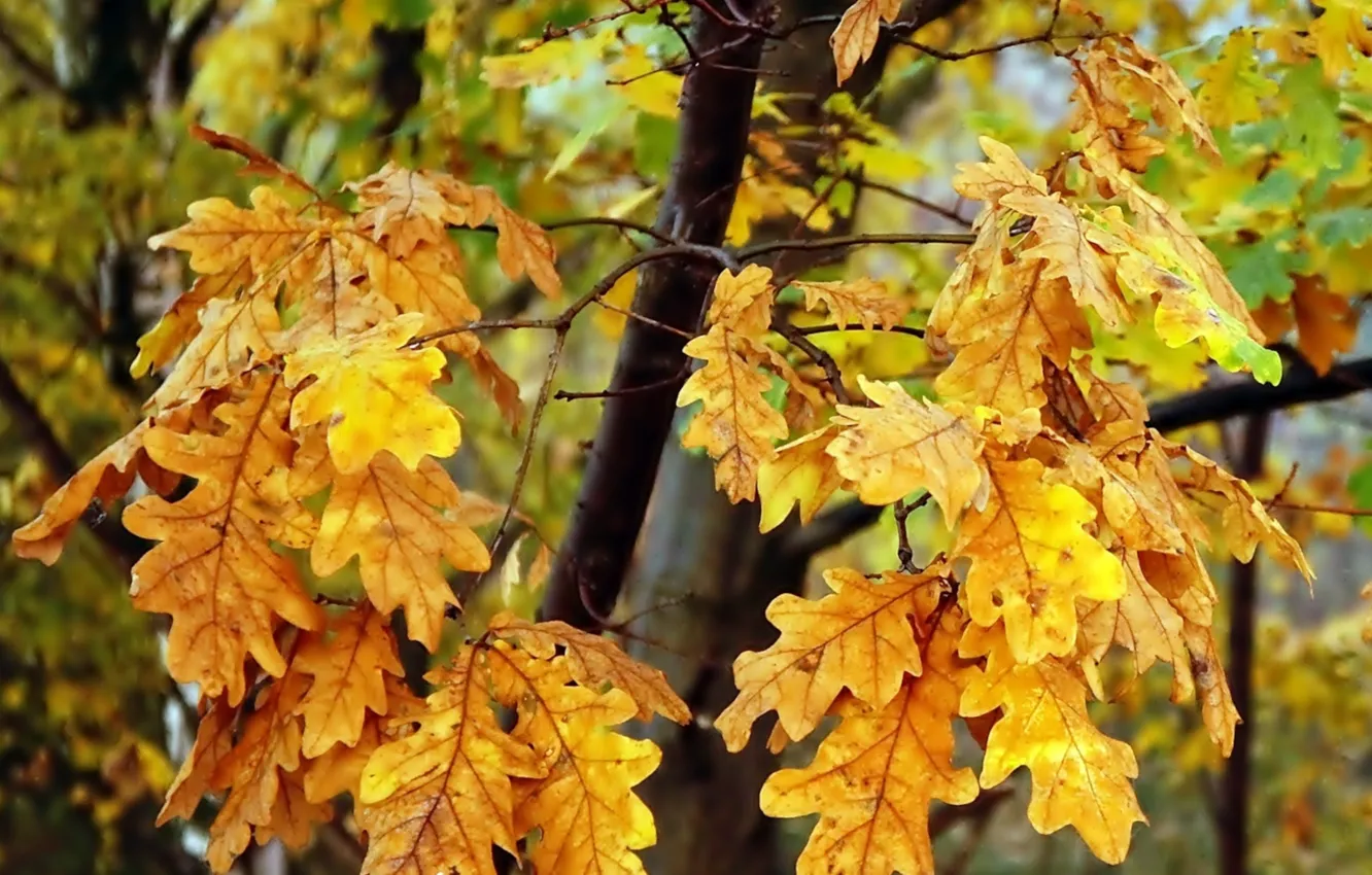 Photo wallpaper autumn, leaf, twig