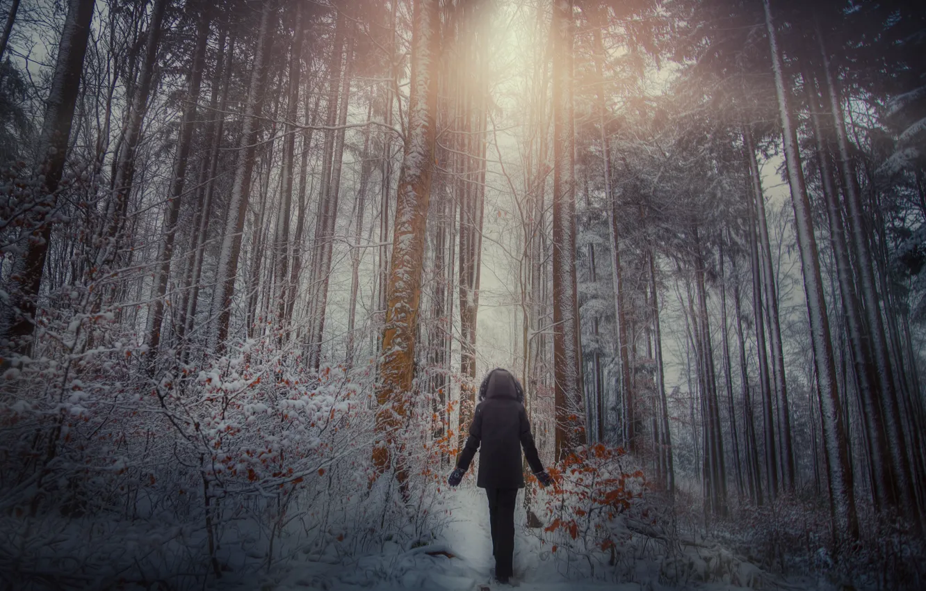 Photo wallpaper winter, forest, people