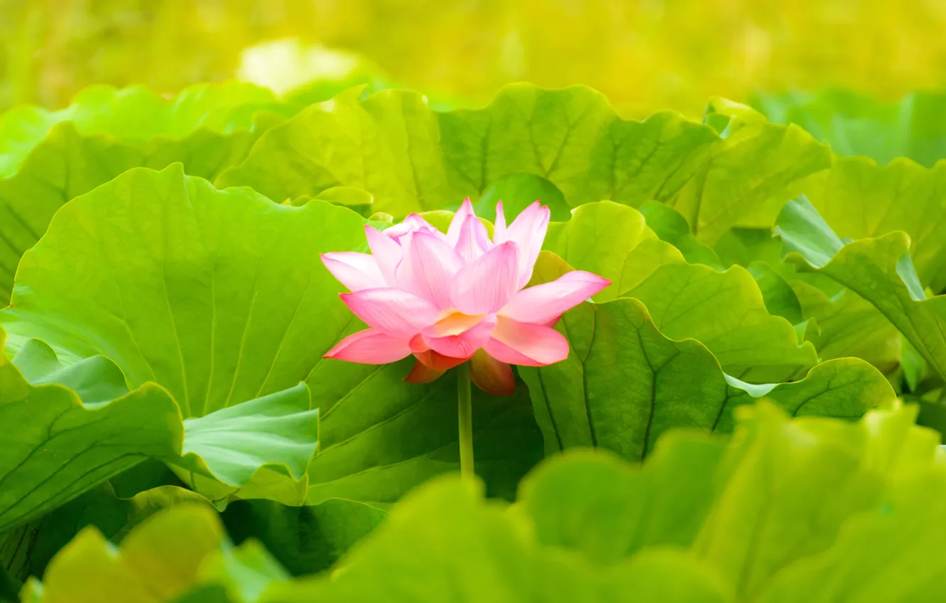 Photo wallpaper leaves, macro, flowers, nature, petals, Lotus
