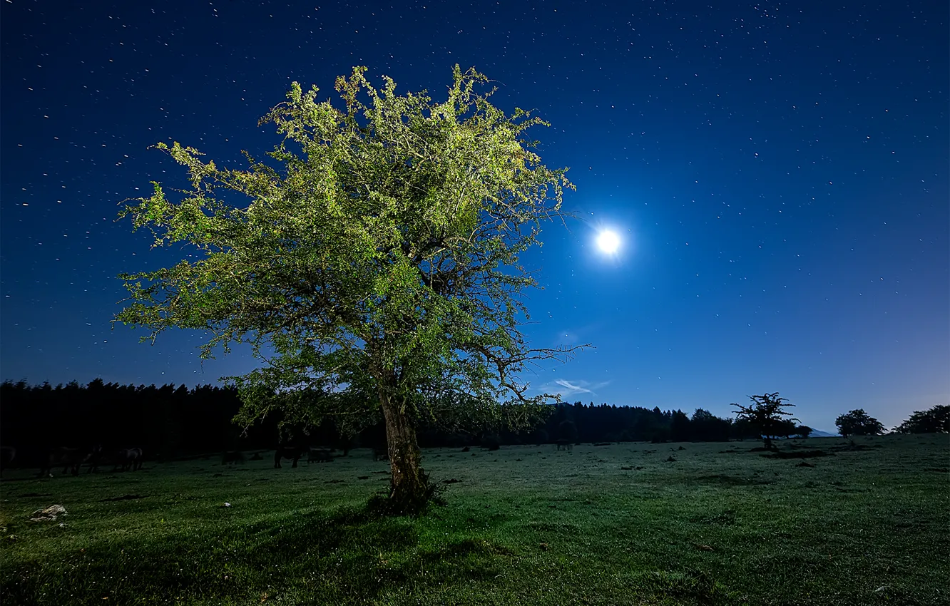 Photo wallpaper field, the sky, grass, stars, light, night, tree, The moon