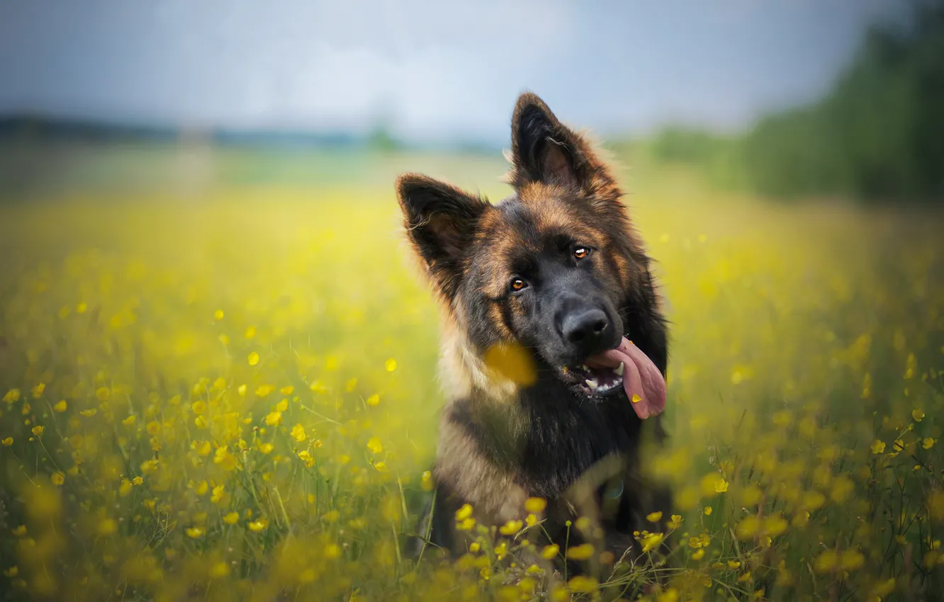 Photo wallpaper language, face, flowers, dog, meadow, bokeh, German shepherd
