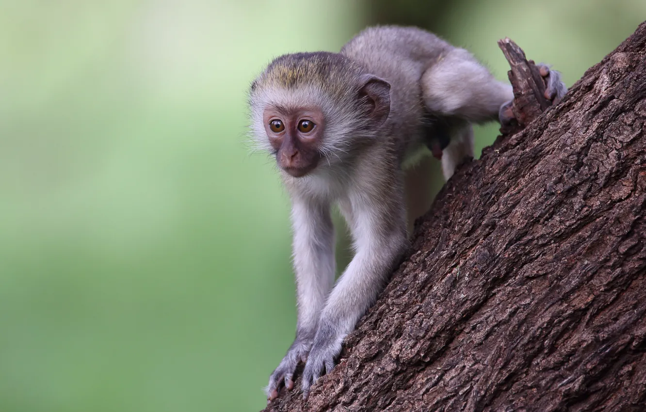 Photo wallpaper look, trees, pose, legs, monkey, cub, face, monkey