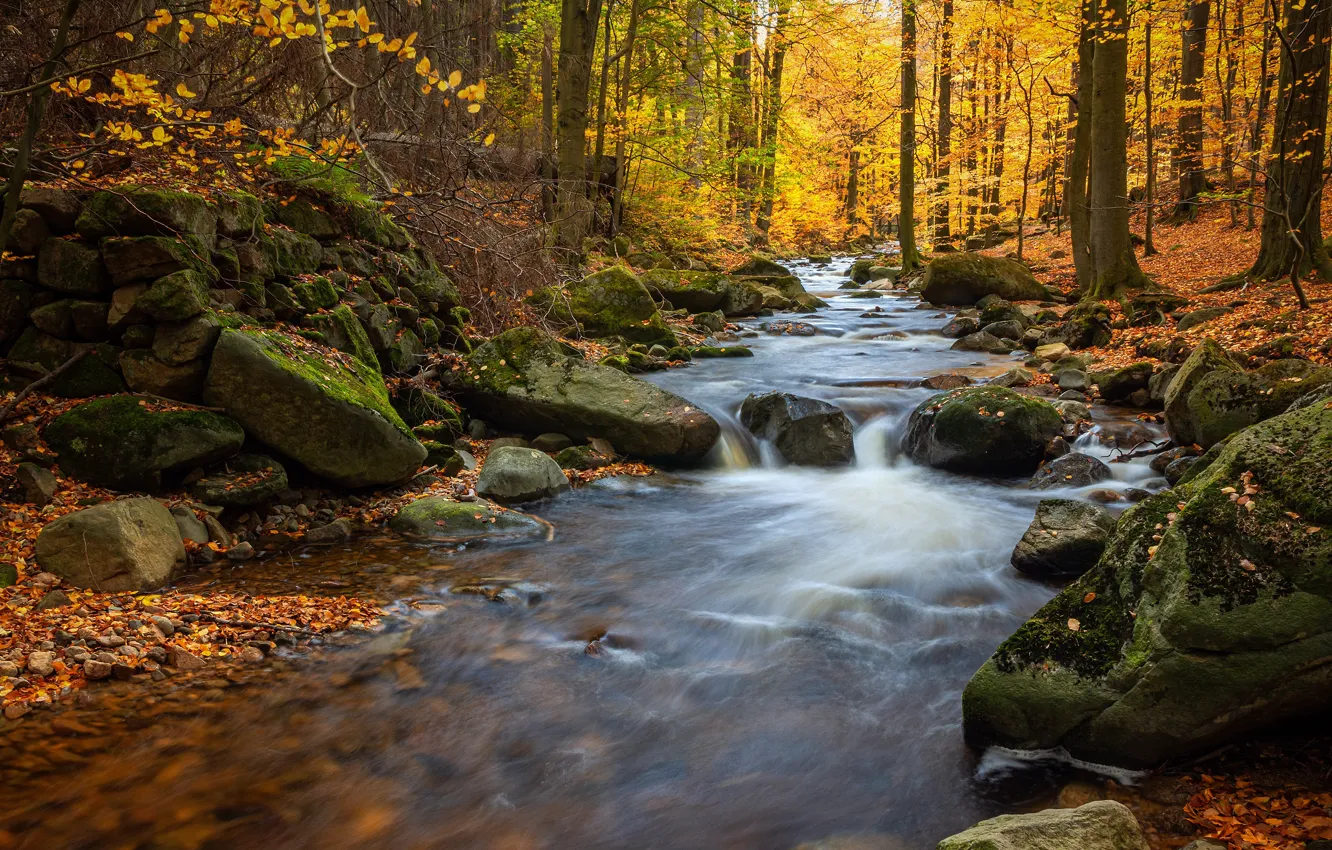 Photo wallpaper autumn, forest, branches, stream, stones, for, foliage, river
