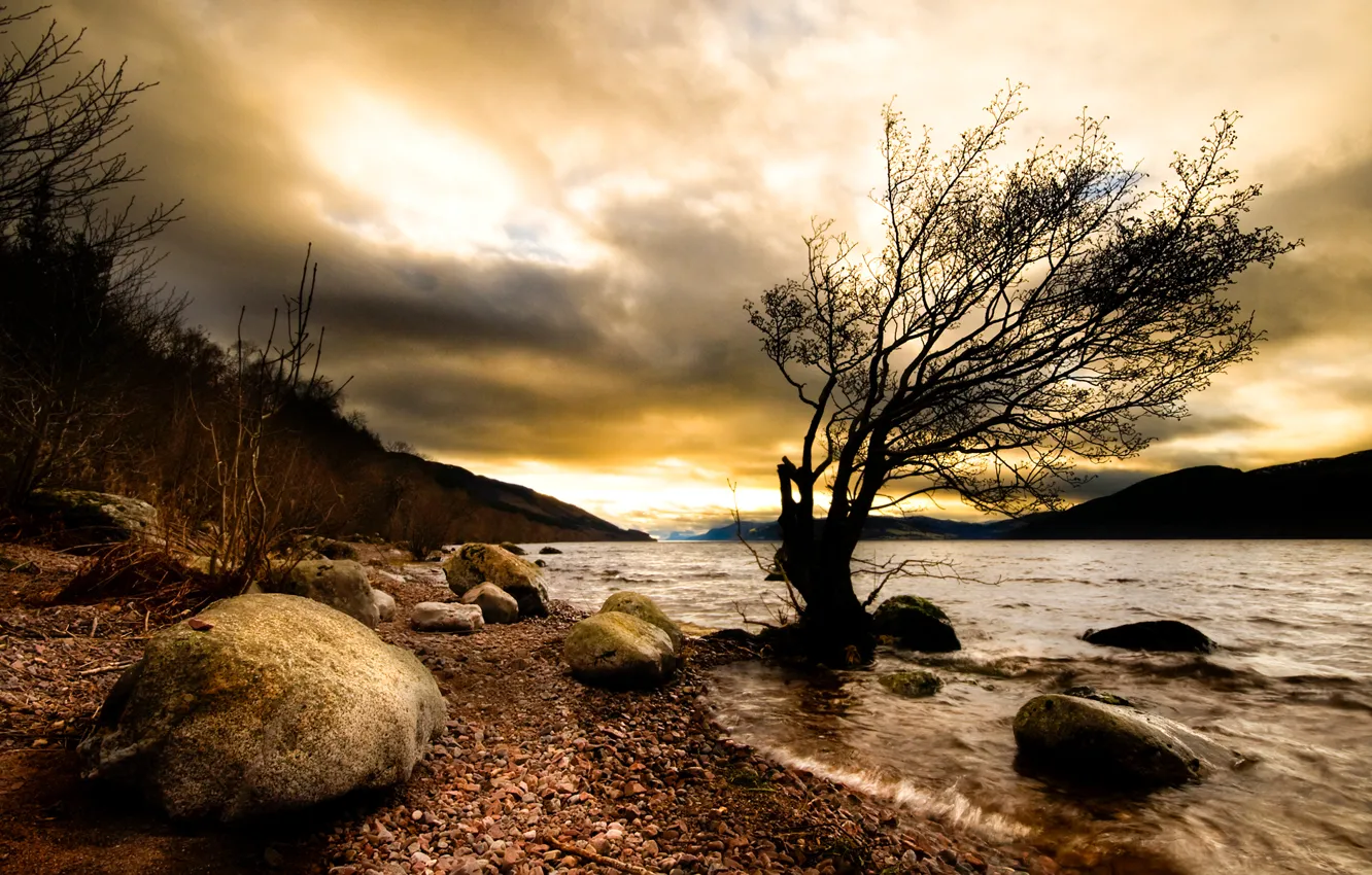 Photo wallpaper trees, nature, river, stones, the darkness