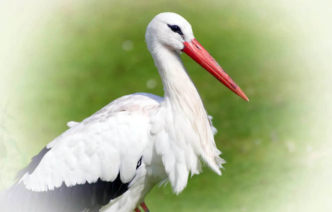 Photo wallpaper background, bird, stork