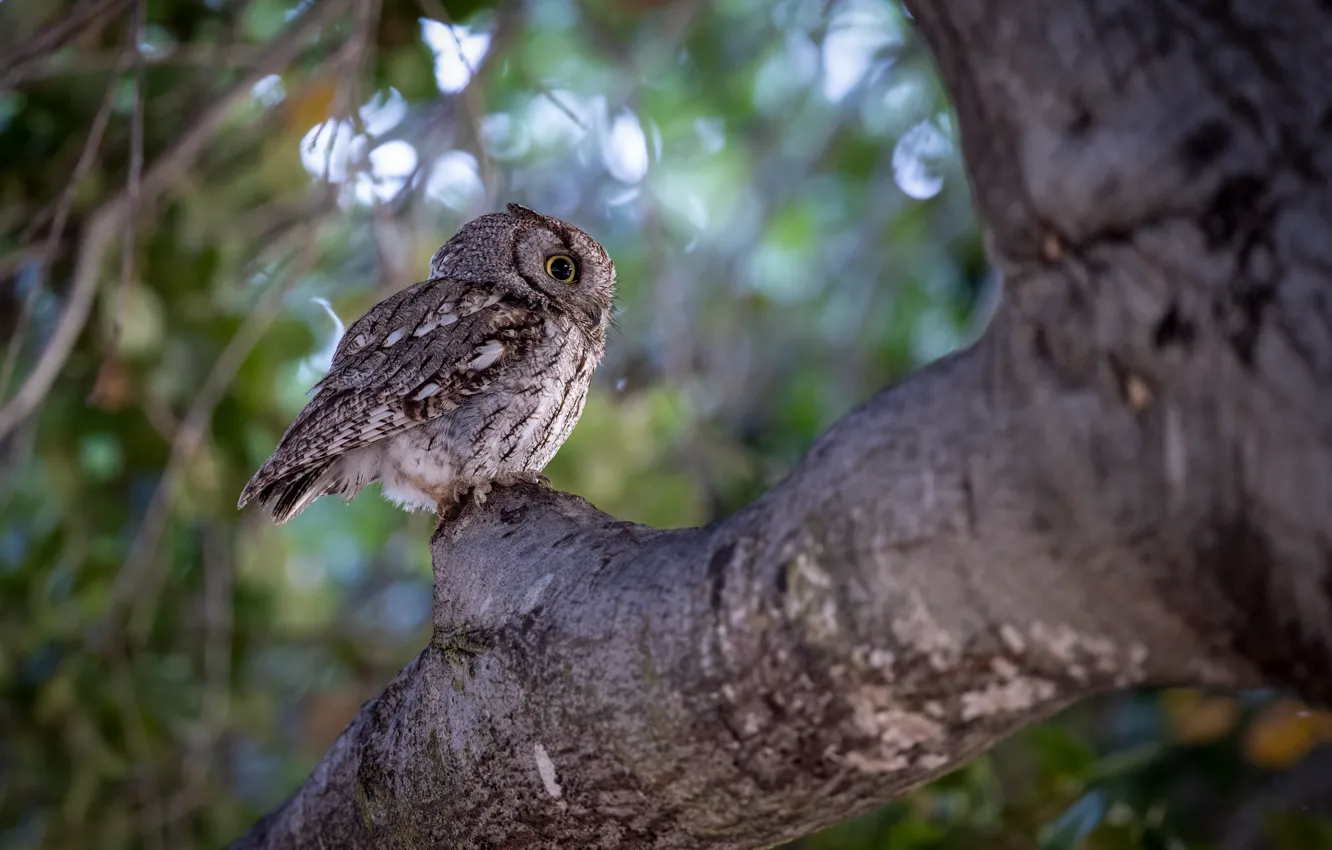 Photo wallpaper look, trees, nature, owl, bird, trunk, bitches, bokeh