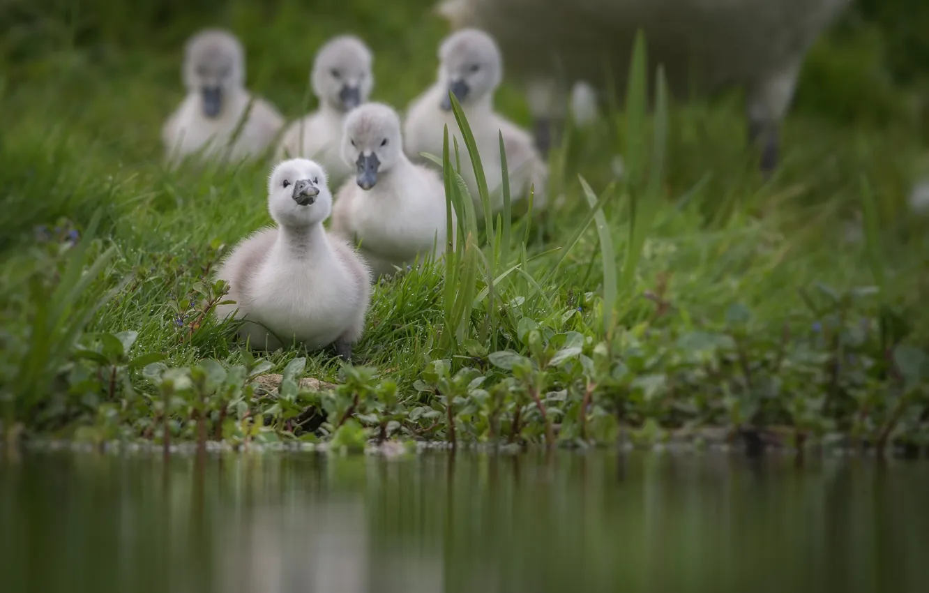 Photo wallpaper water, pond, bird