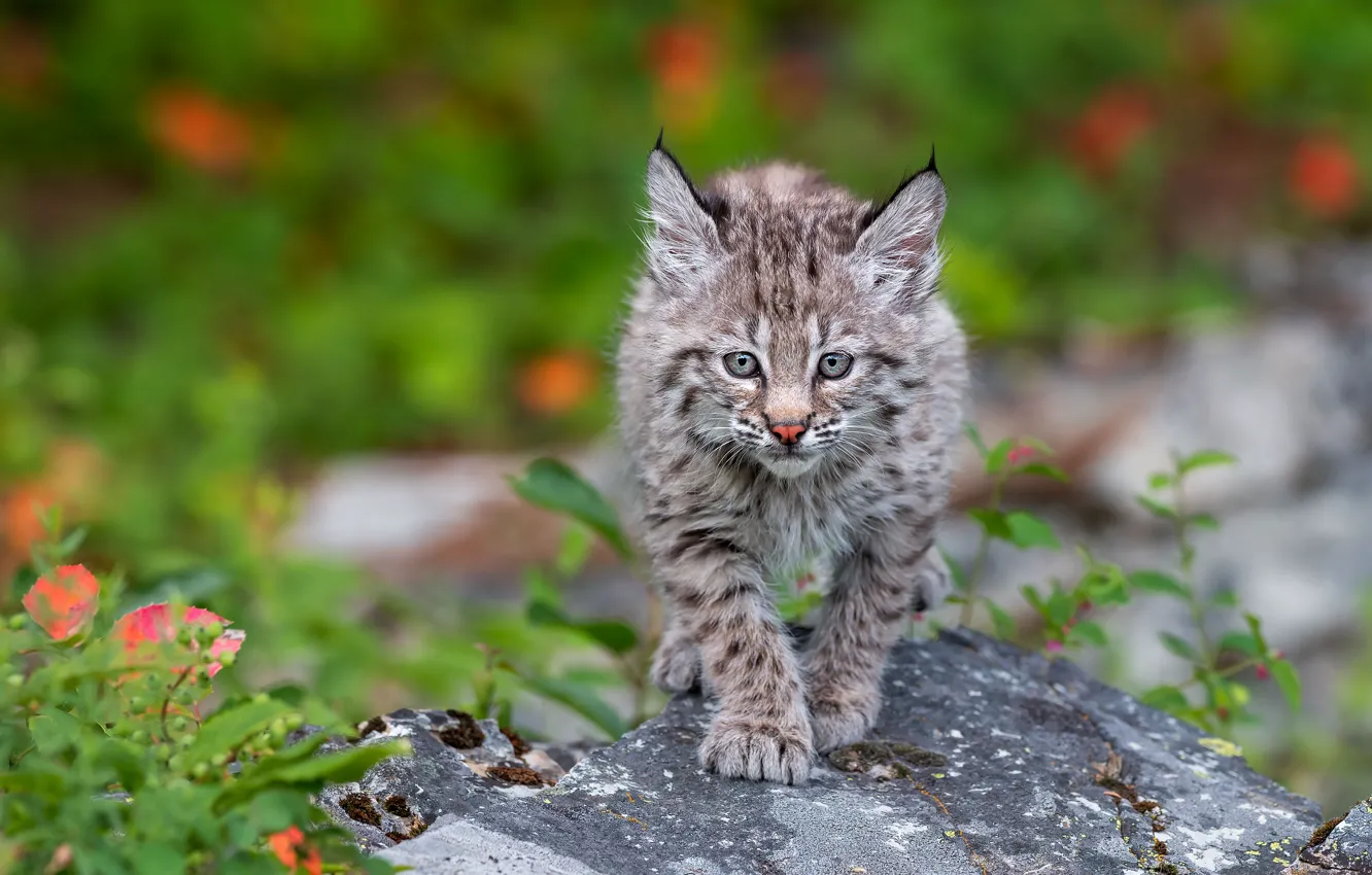 Photo wallpaper look, stones, baby, walk, lynx, a small lynx