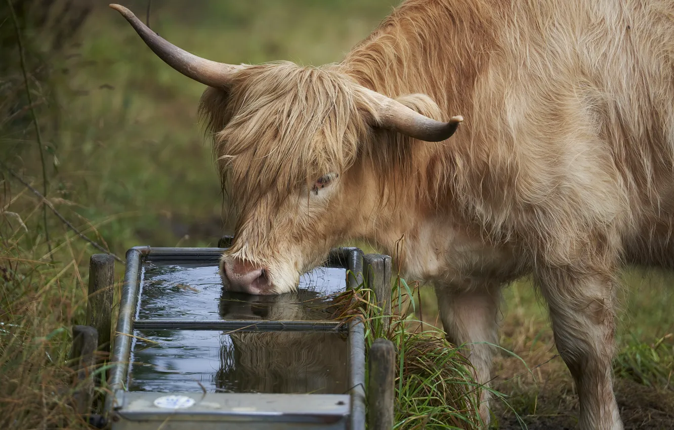Photo wallpaper nature, pasture, drink, cattle