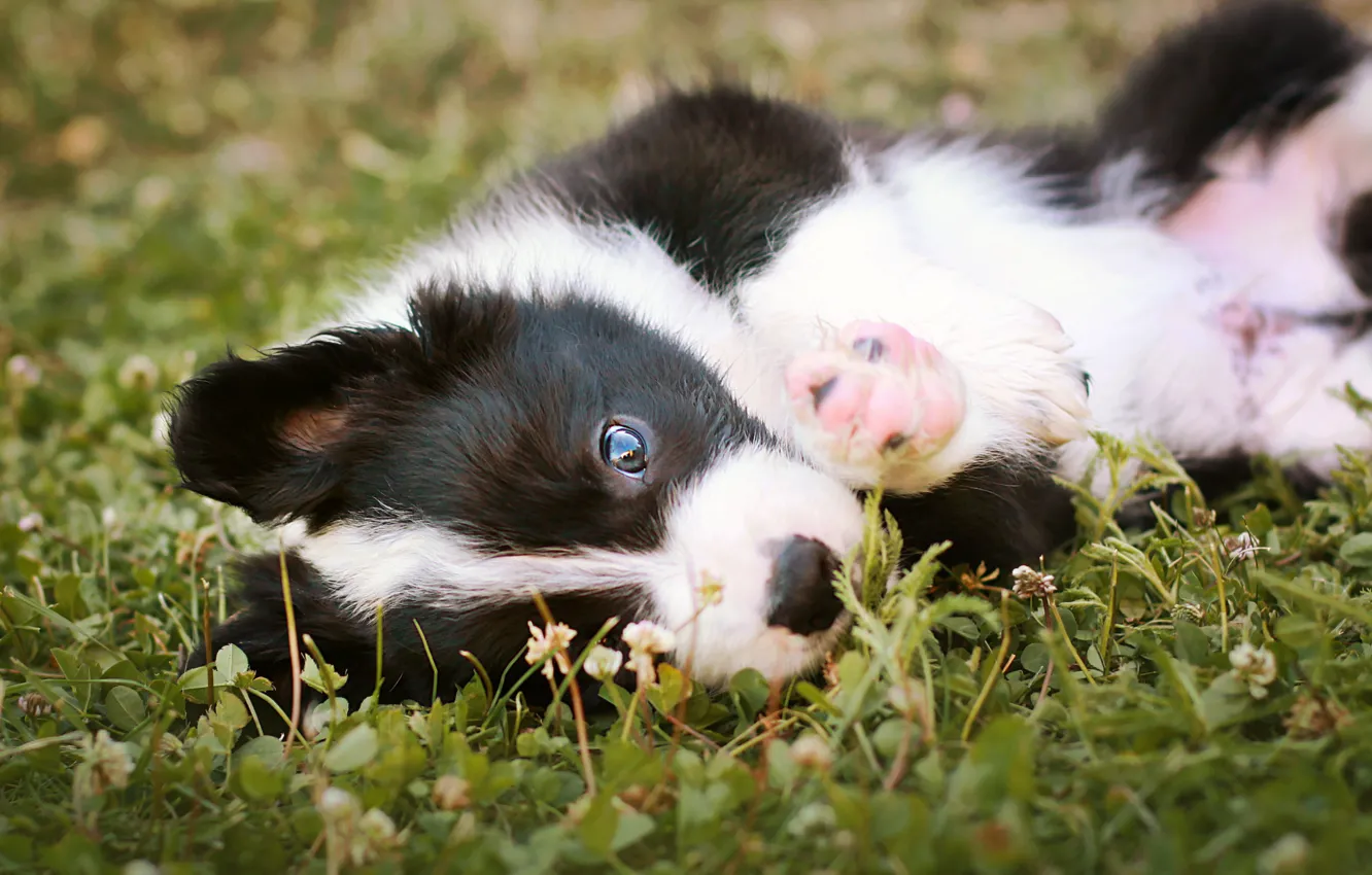 Photo wallpaper grass, look, nature, glade, dog, baby, puppy, lies