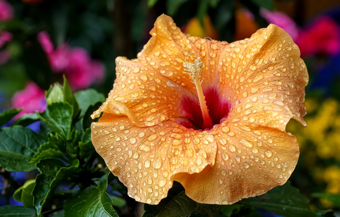 Photo wallpaper flower, drops, macro, orange, background, garden, hibiscus