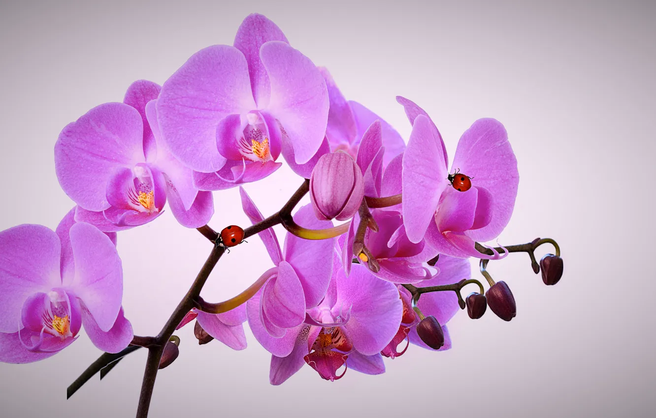 Photo wallpaper branch, Orchid, ladybugs