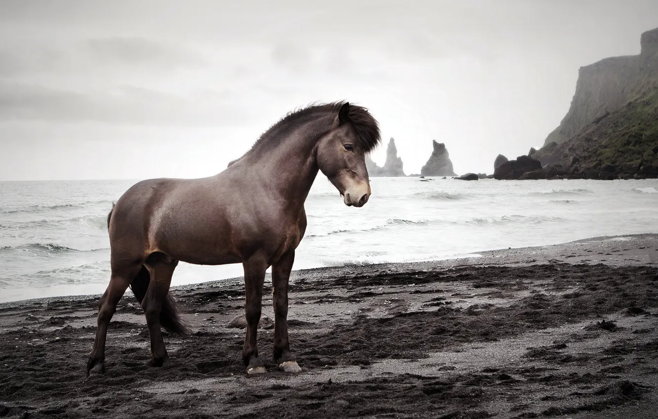 Photo wallpaper sea, nature, horse