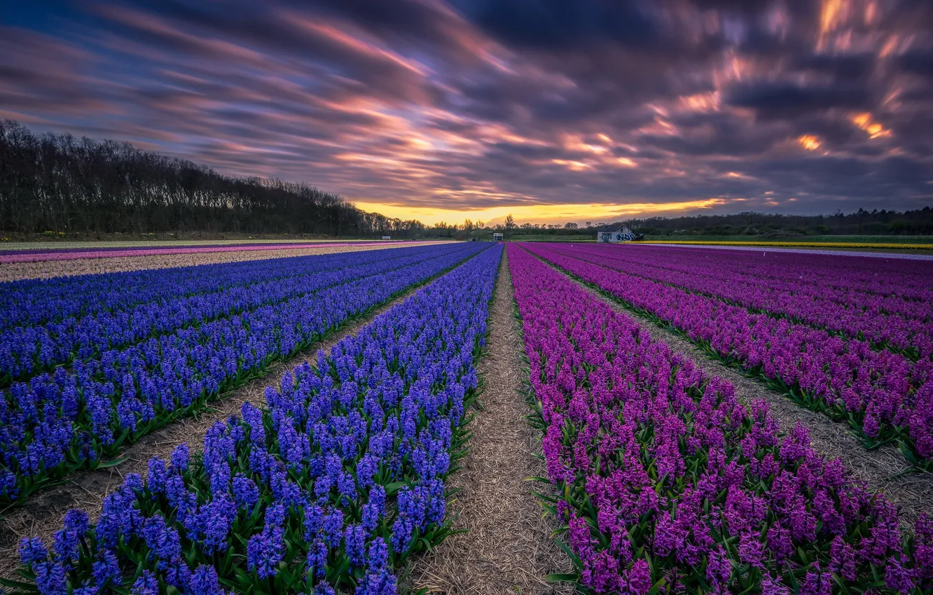 Photo wallpaper field, flowers, night