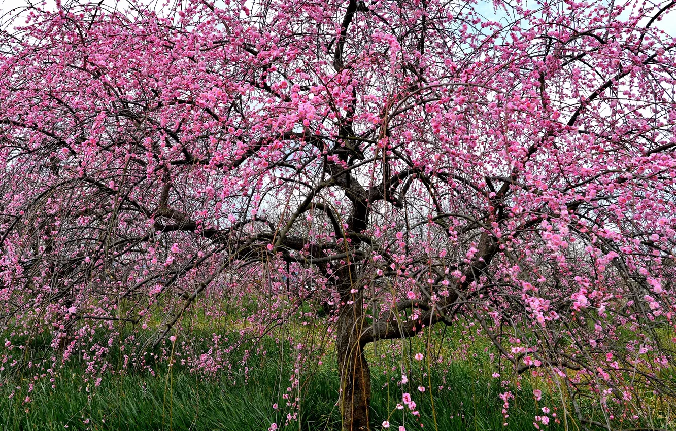 Photo wallpaper nature, tree, Sakura, flowering