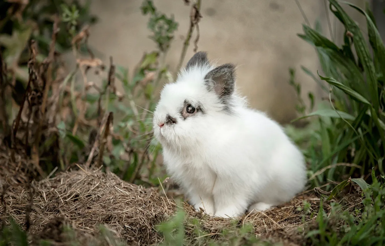 Photo wallpaper rabbit, baby, white rabbit