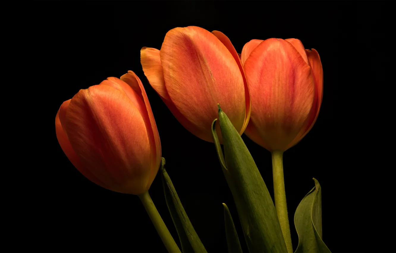 Photo wallpaper orange, tulips, black background
