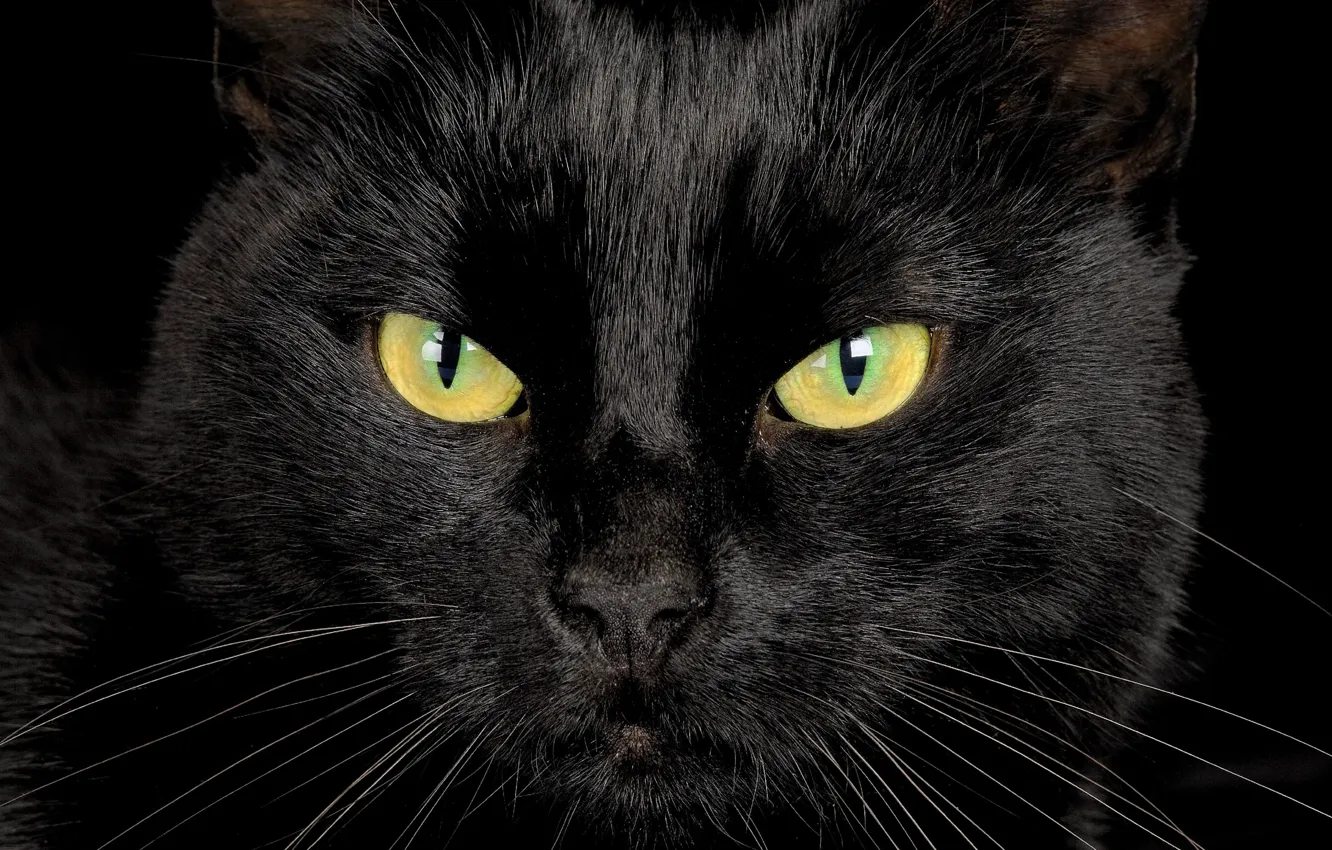 Photo wallpaper eyes, look, black cat