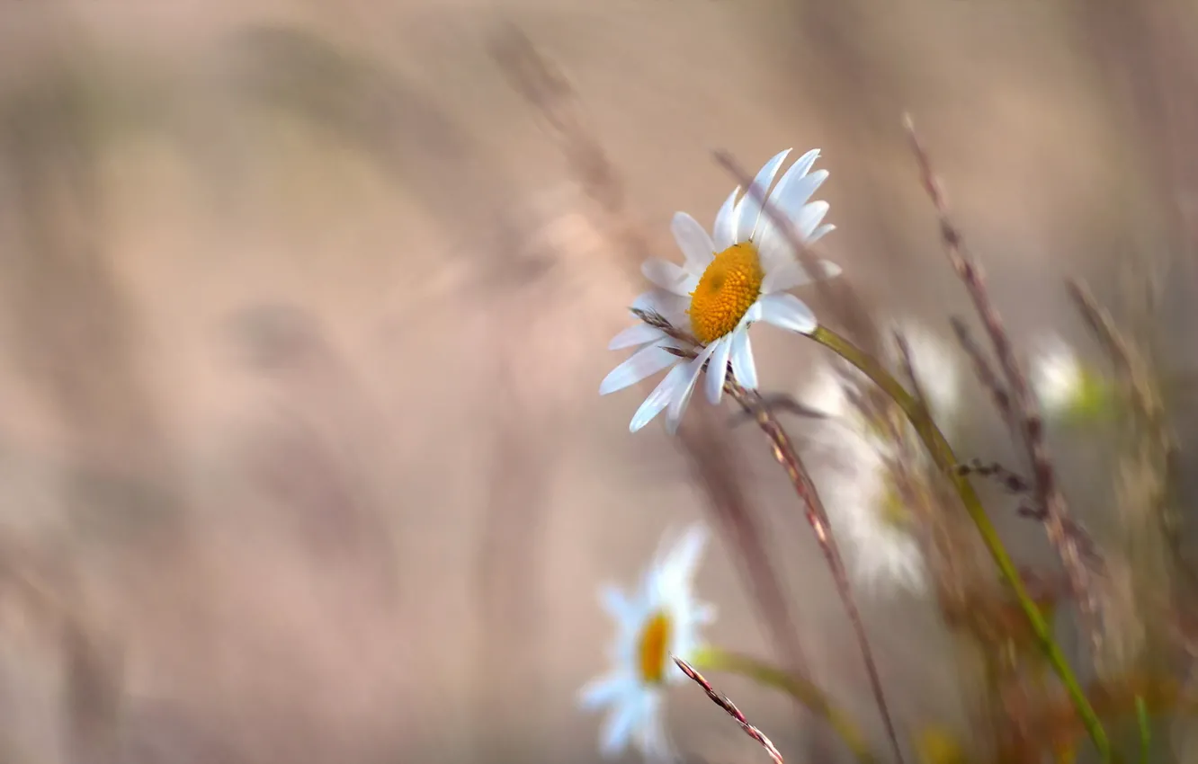 Photo wallpaper flowers, nature, chamomile
