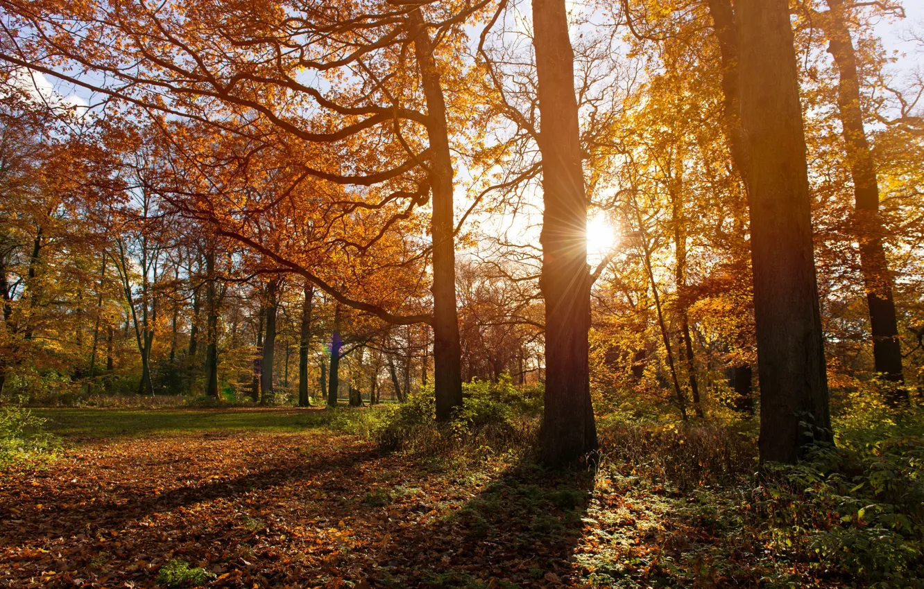 Photo wallpaper The sun, Nature, Clouds, Grass, Autumn, Trees, Forest, Branches