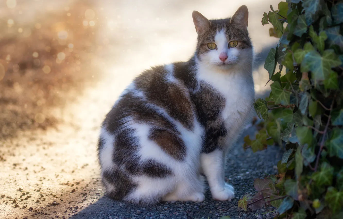 Photo wallpaper cat, cat, look, leaves, light, nature, pose, face